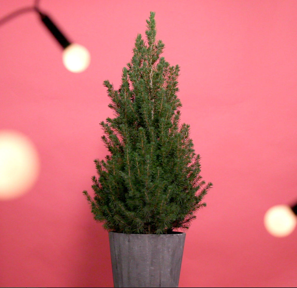 Mini Christmas tree in a pot with pink background