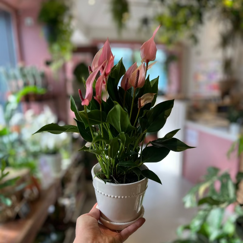 Anthurium 'Lilli' – Hopeless Botanics