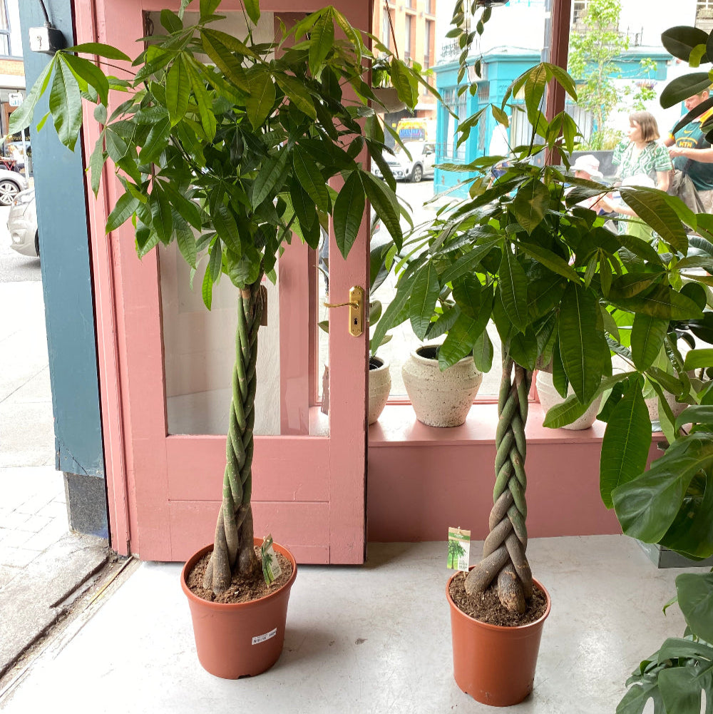 money tree vs umbrella plant Money Tree (Pachira) – Hopeless Botanics