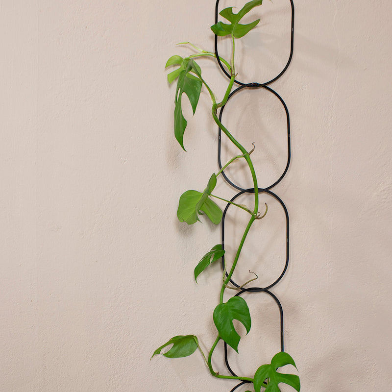 Plant Support (Black)