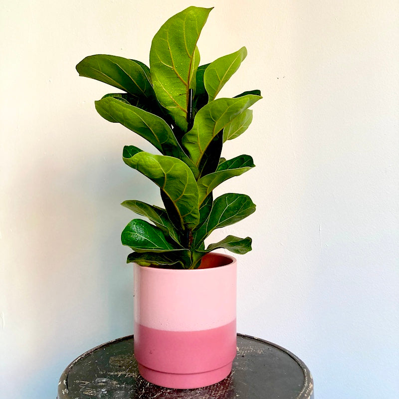 fiddle leaf fig price philippines Fiddle leaf bambino – Hopeless Botanics
