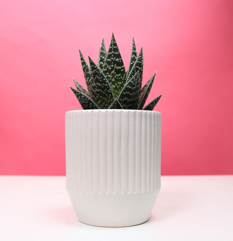 Aloe tiki tahi – Hopeless Botanics