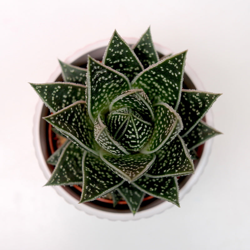 Aloe tiki tahi – Hopeless Botanics