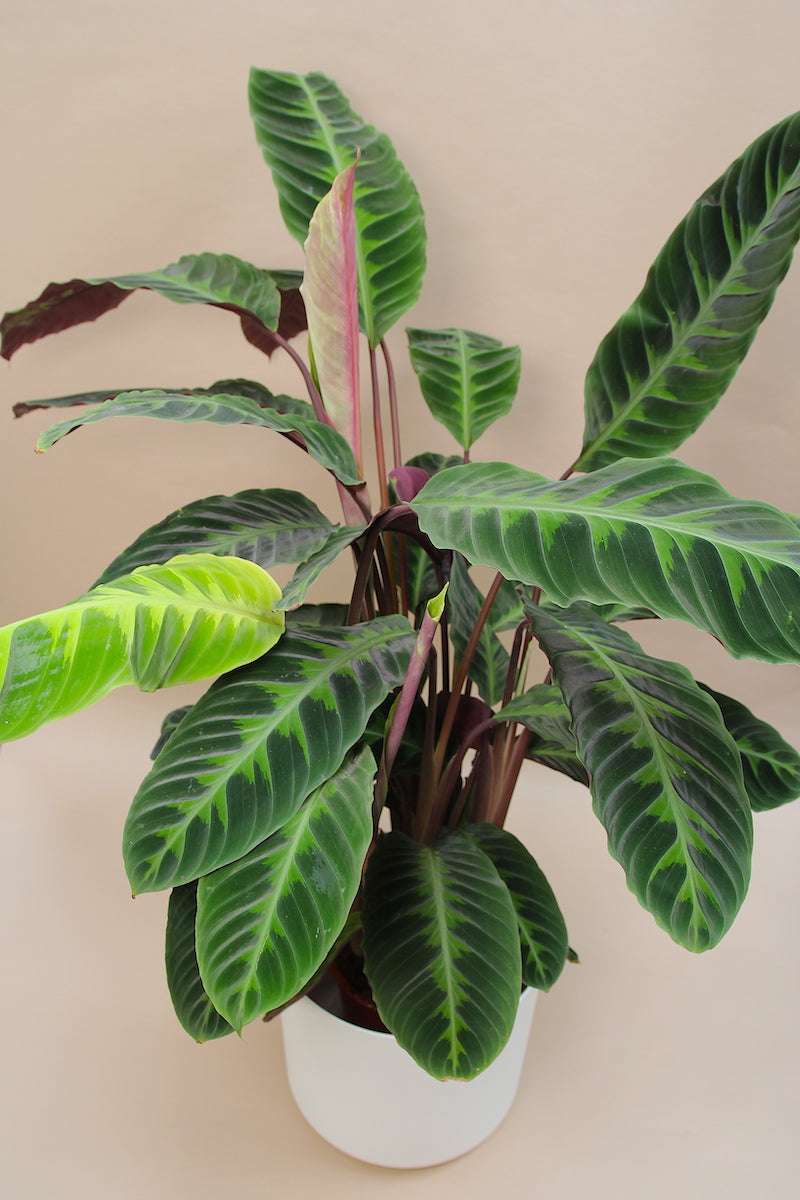 Velvet calathea – Hopeless Botanics