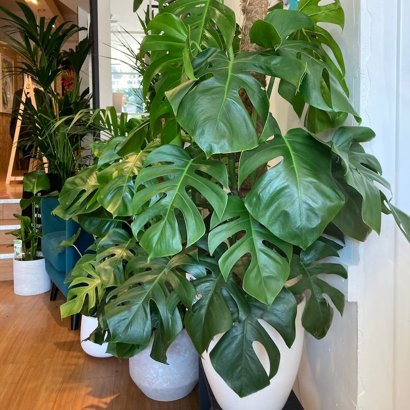 xl monstera plant Monstera (xl) – Hopeless Botanics