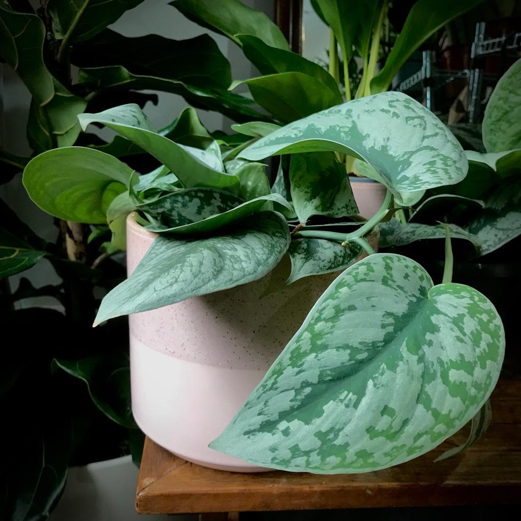 trebie pothos Satin pothos 'trebie' – Hopeless Botanics