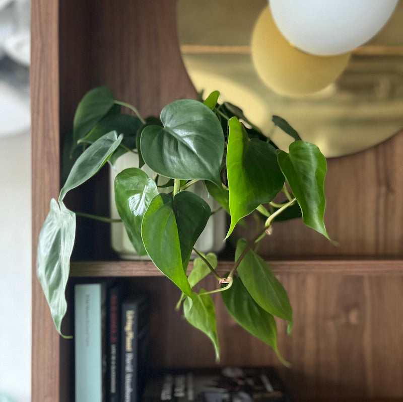 Heart leaf philodendron scandens – Hopeless Botanics