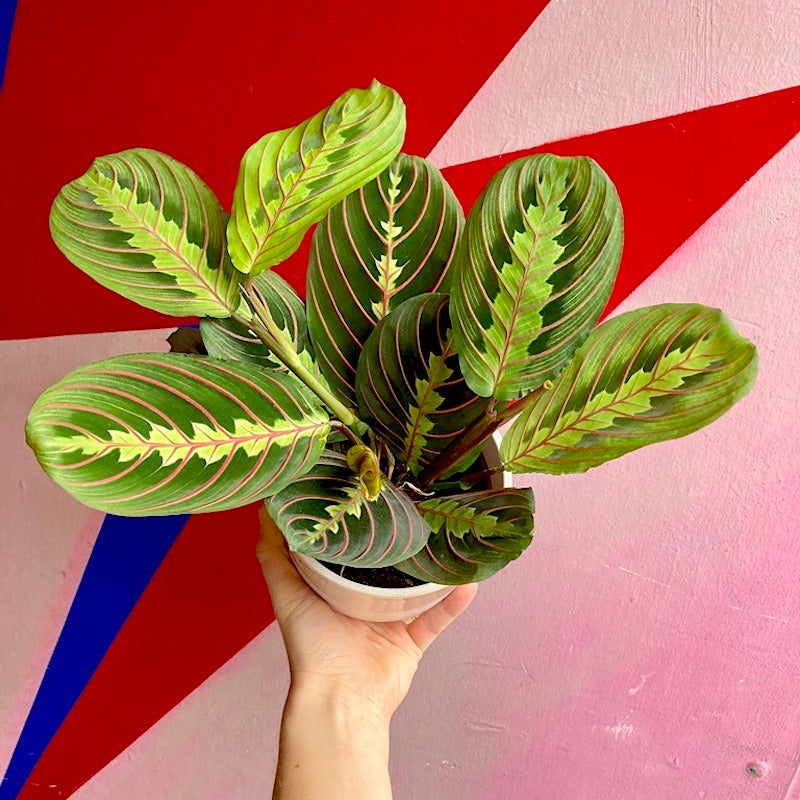 Maranta fascinator – Hopeless Botanics