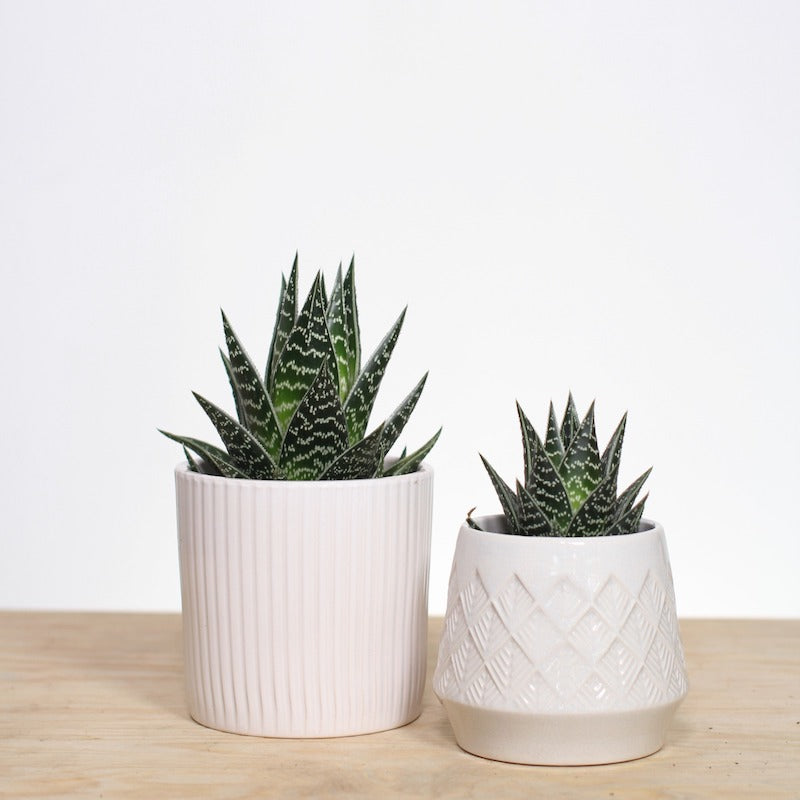 Two Aloe tiki tahi plants in white decorative ceramic pots, one large and one small. Aloe tiki is a relatively new succulent variety, with white patterned leaves.