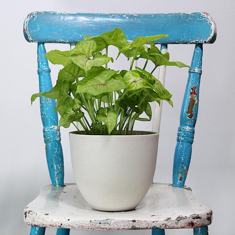 Green house plant in grey pot sitting on blue and white chair