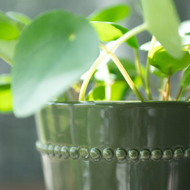 Frances pot Green ⌀8cm