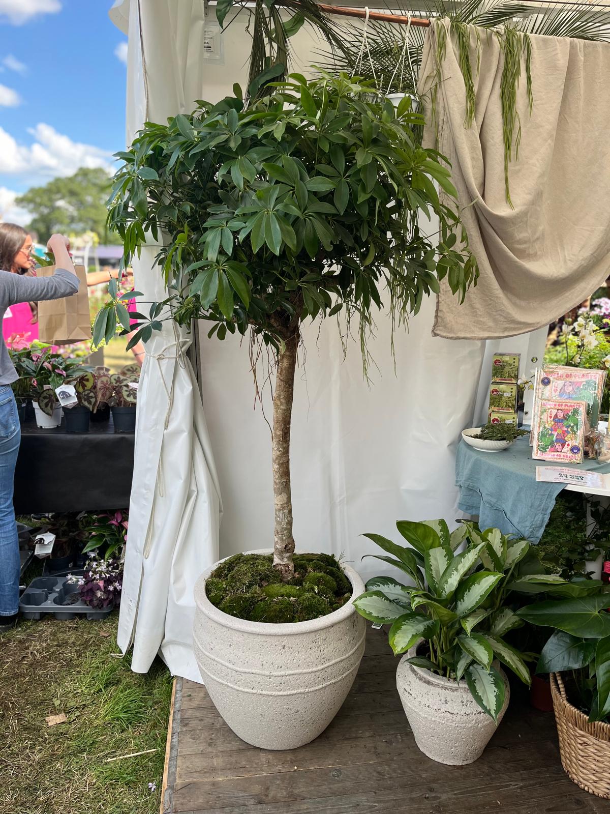 Schefflera tree