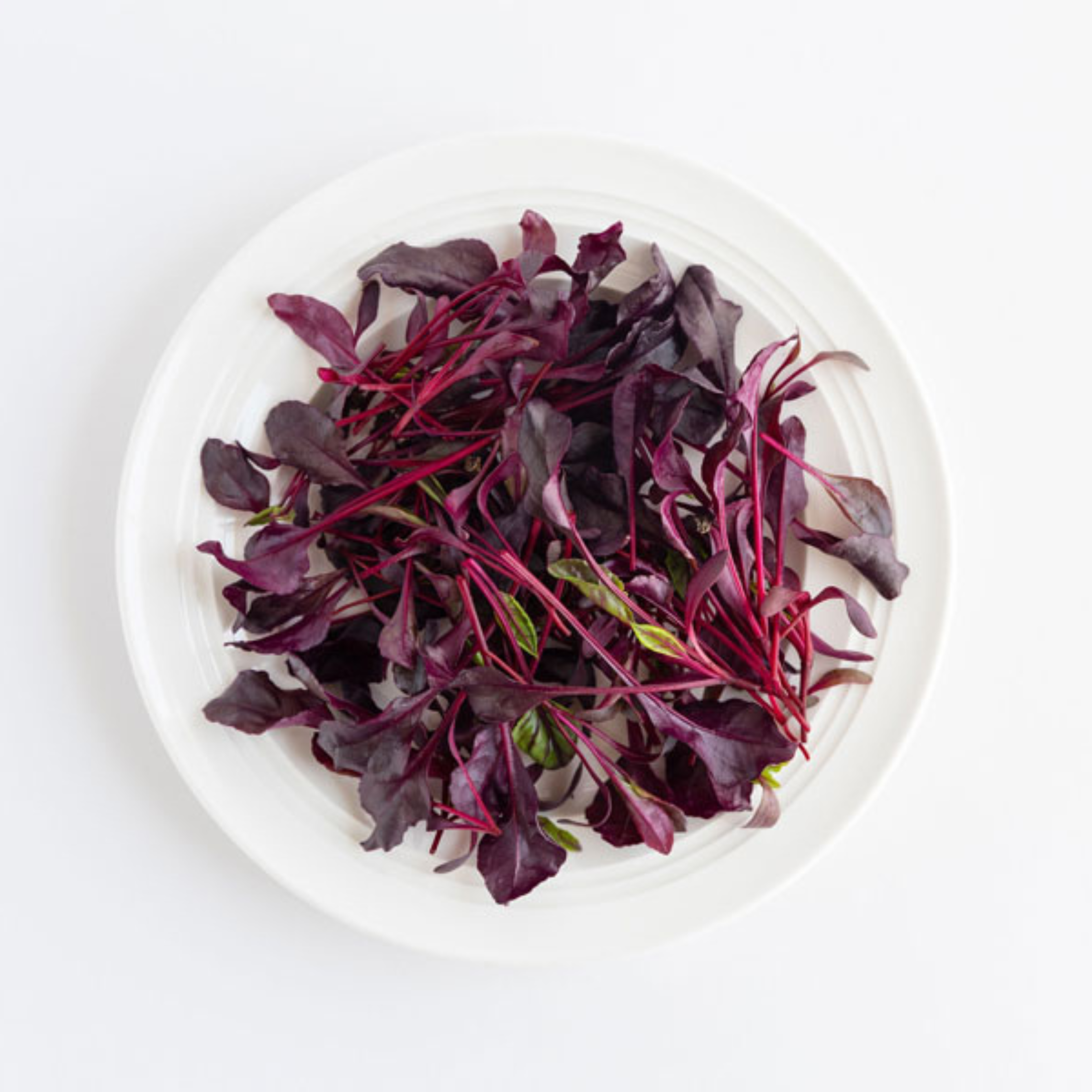 Mixed Leaves Seed Collection