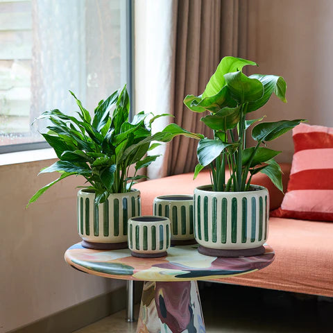 Green Stripe Indoor Pot (various sizes)