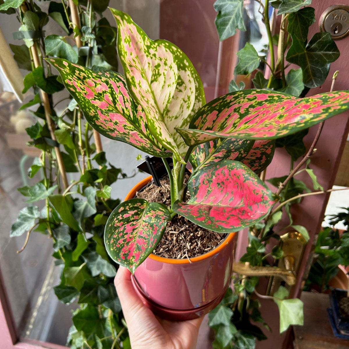 Pink Chinese Evergreen