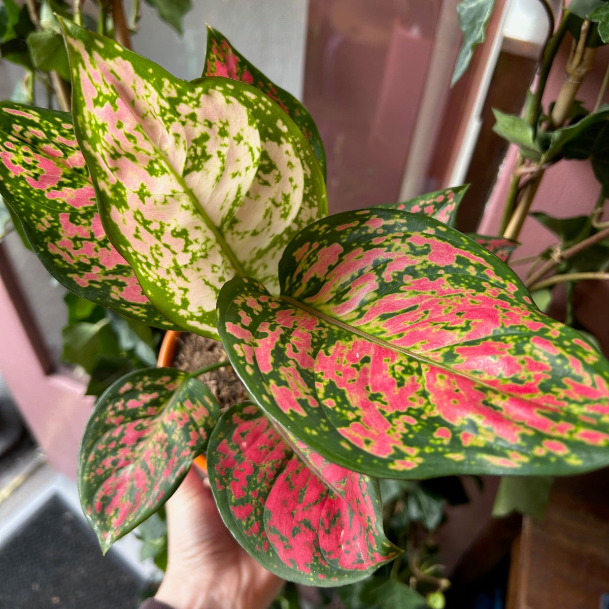 Pink Chinese Evergreen