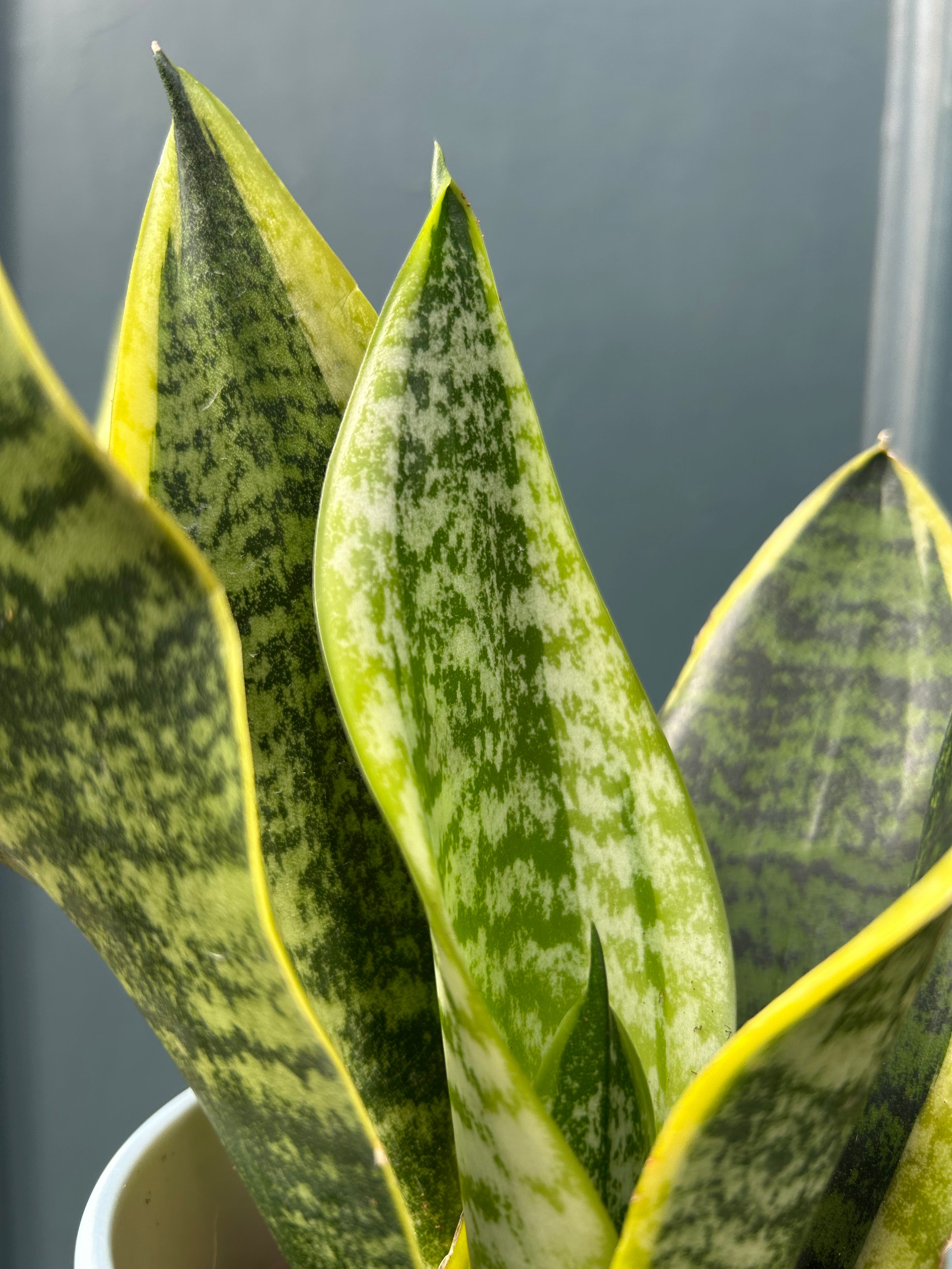 Sansevieria futura superba 'Snake plant'