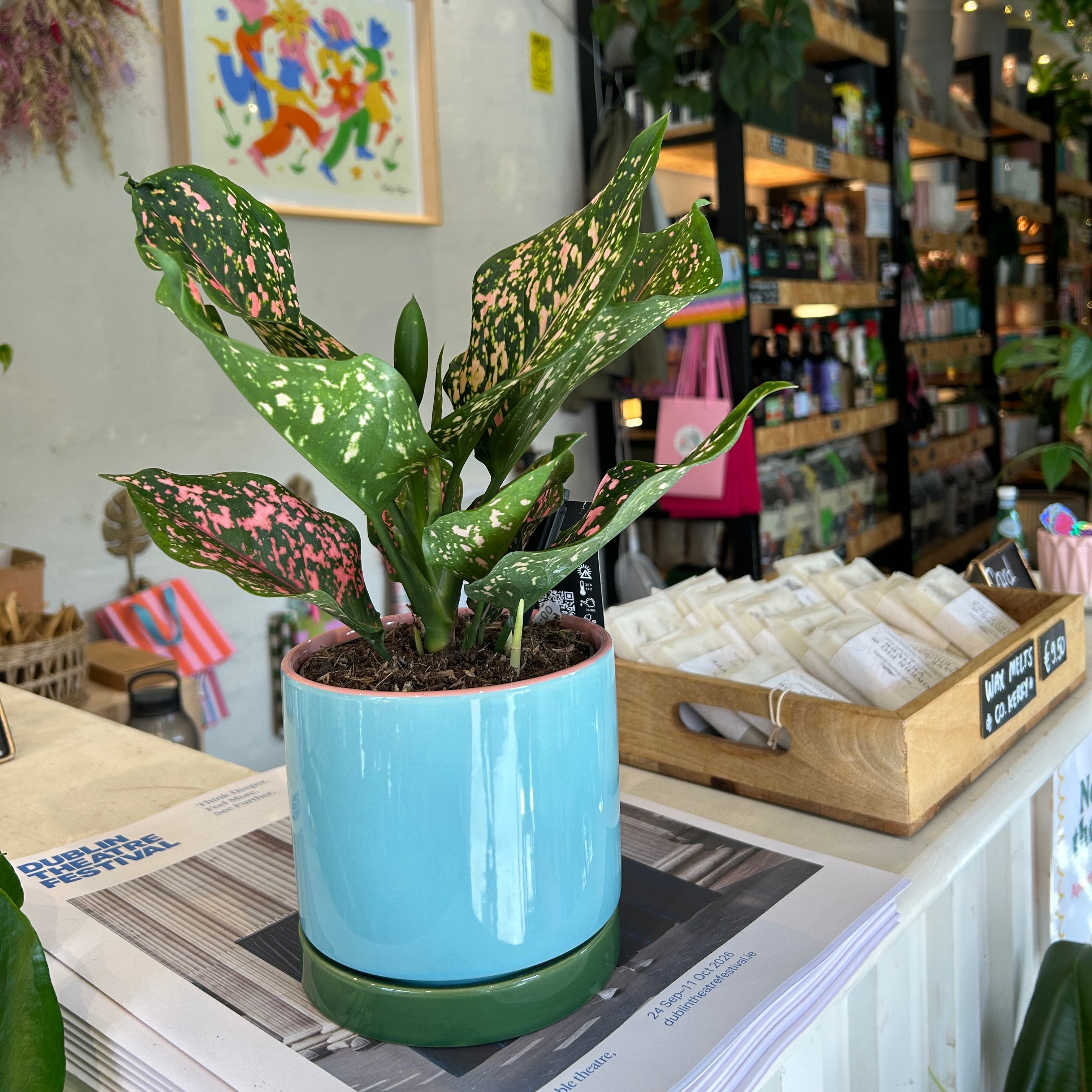 Chinese evergreen 'Pink Leopard'