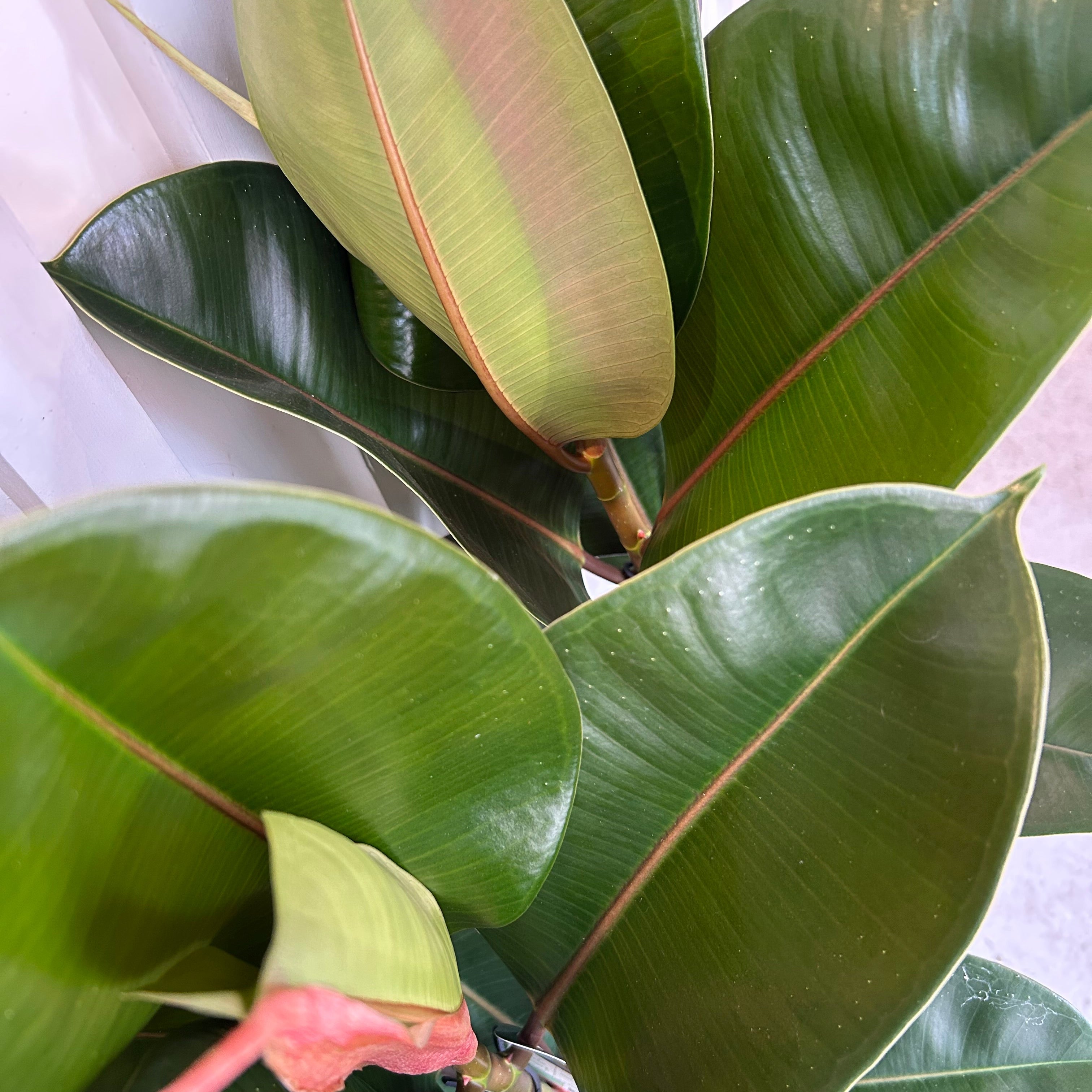 Rubber tree (single stem)