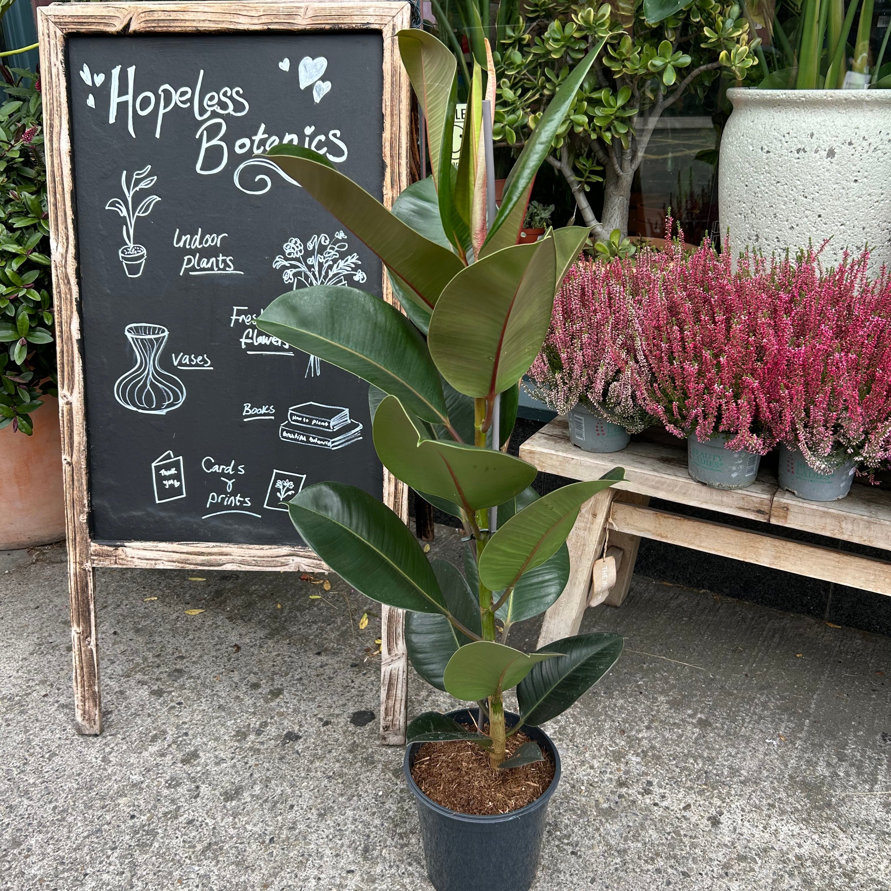 Rubber tree (single stem)