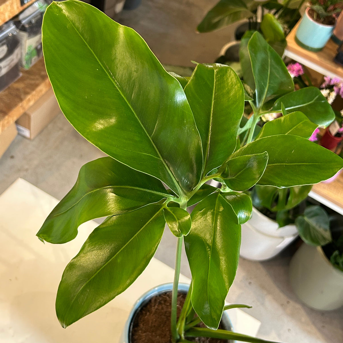 Philodendron fun bun
