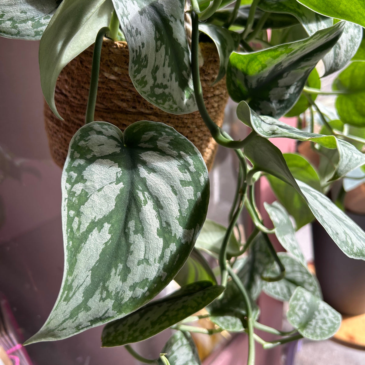 Satin pothos 'trebie' (hanging pot)