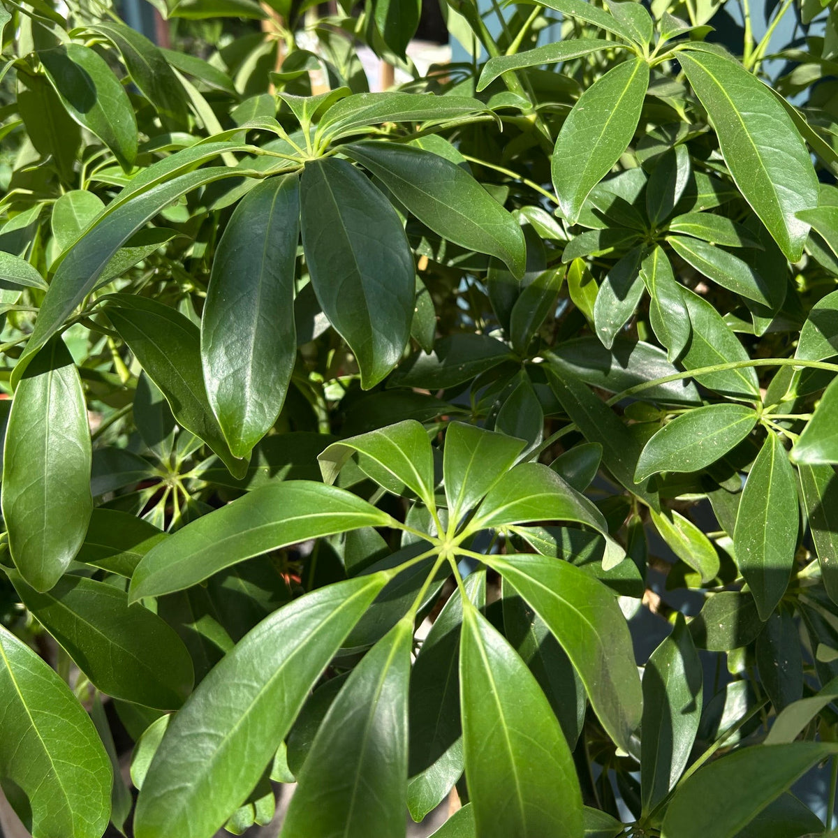 Schefflera tree