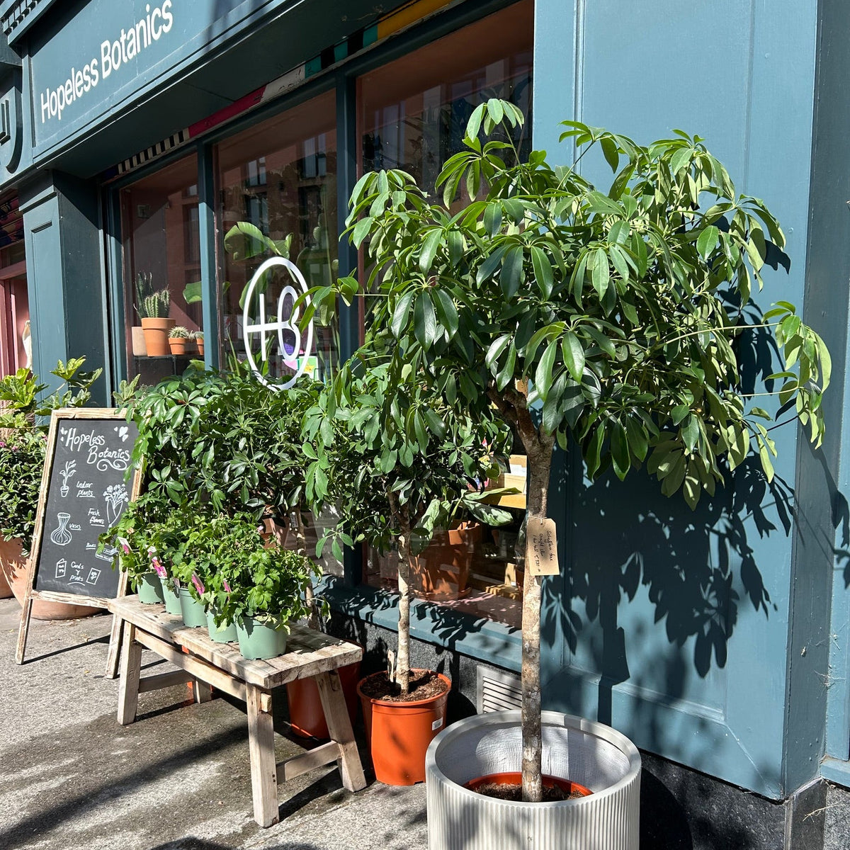 Schefflera tree