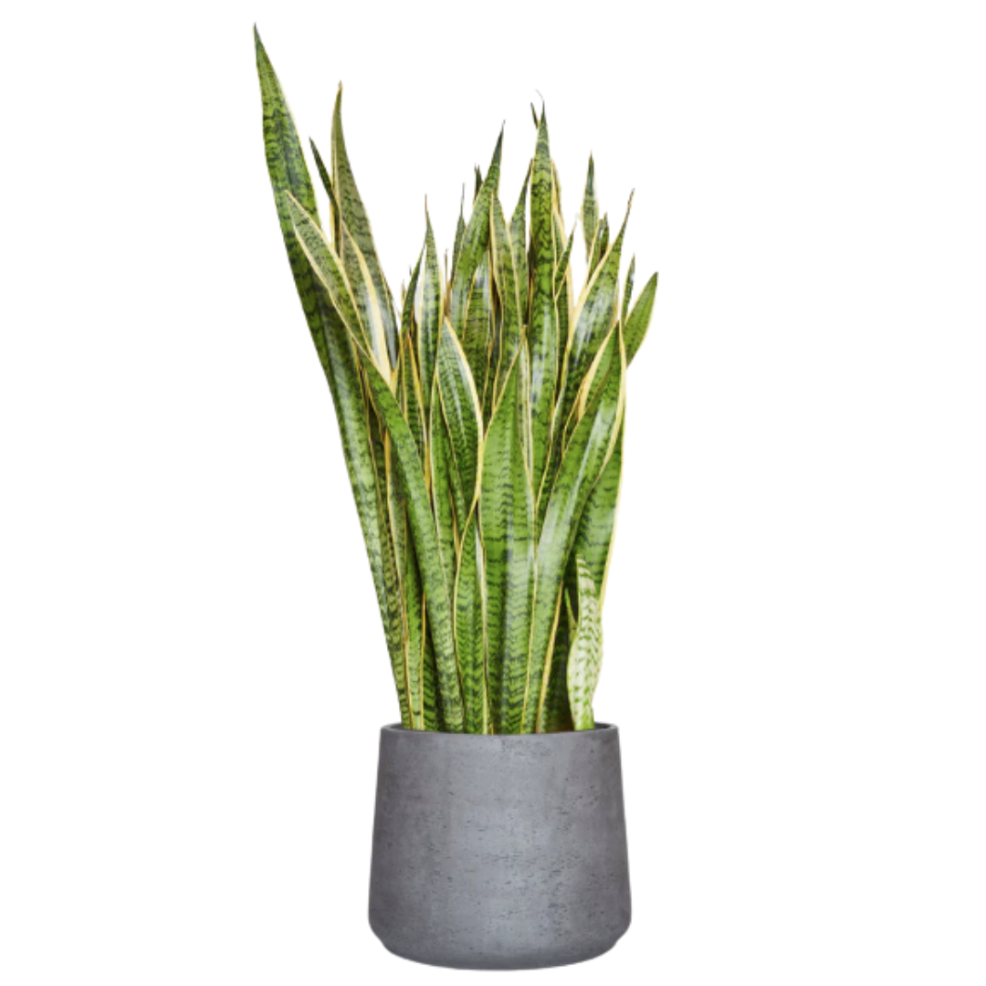 Sansevieria laurentii 'Snake Plant'