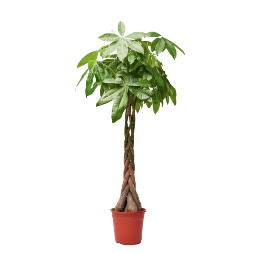 Money Tree (Pachira aquatica)