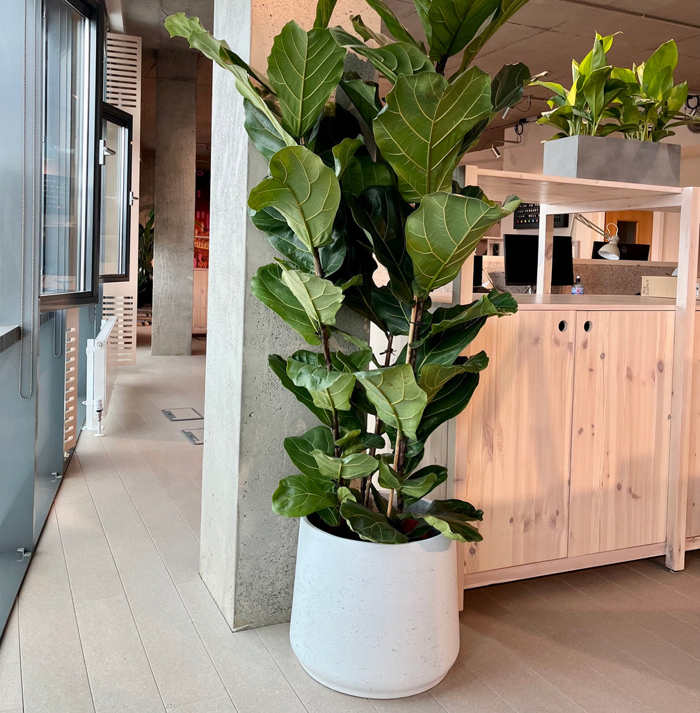 Large whitewash houseplant pot for offices and home