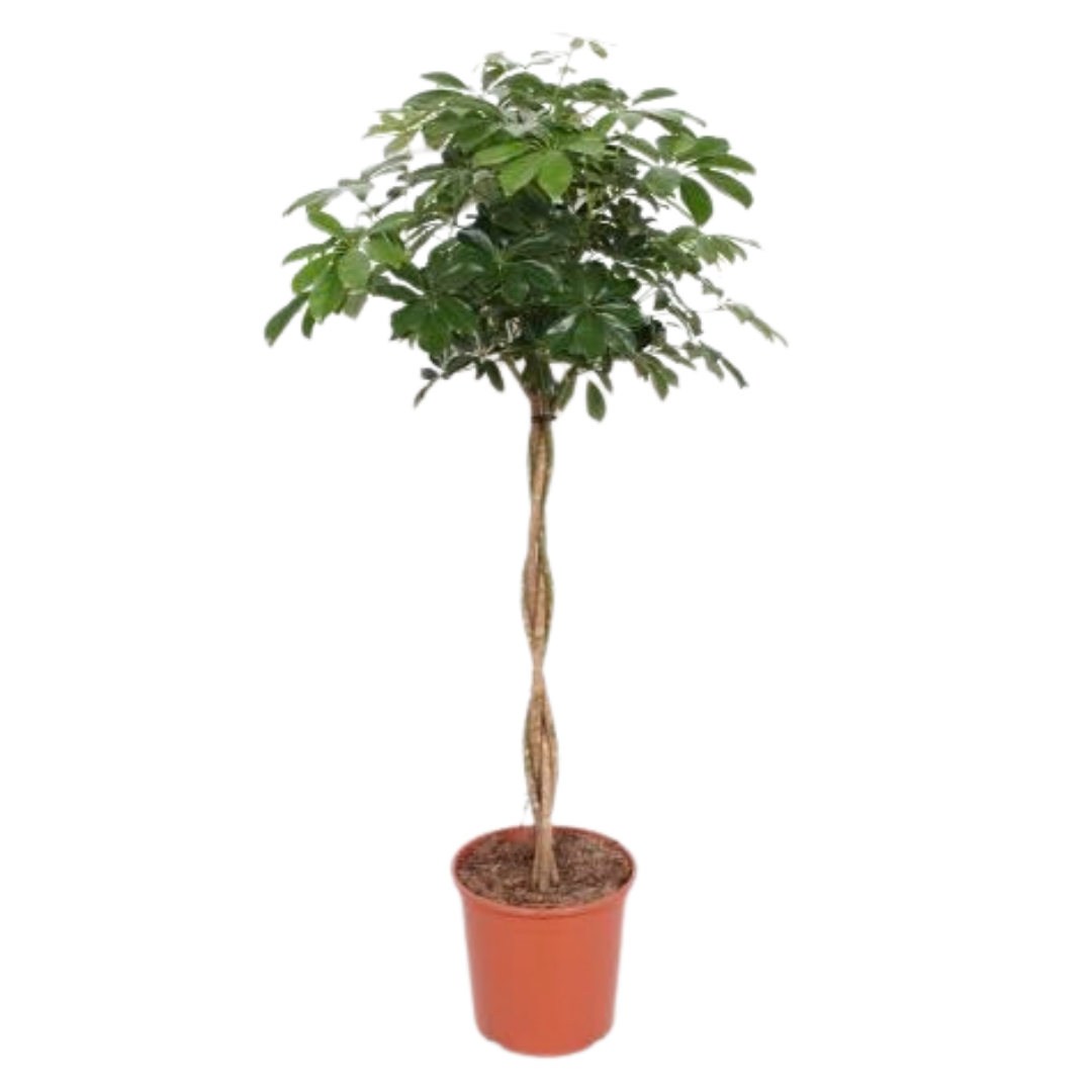 Schefflera tree