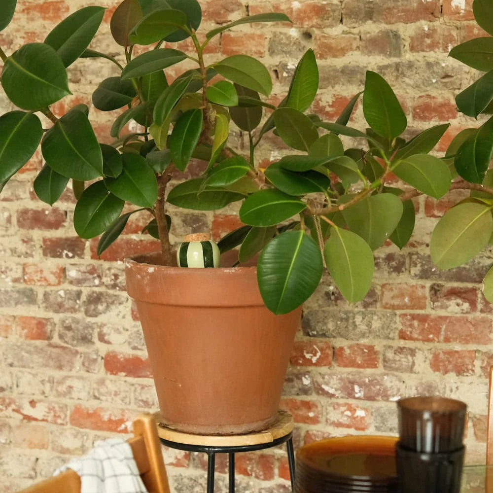 Watering Olla (various colours)