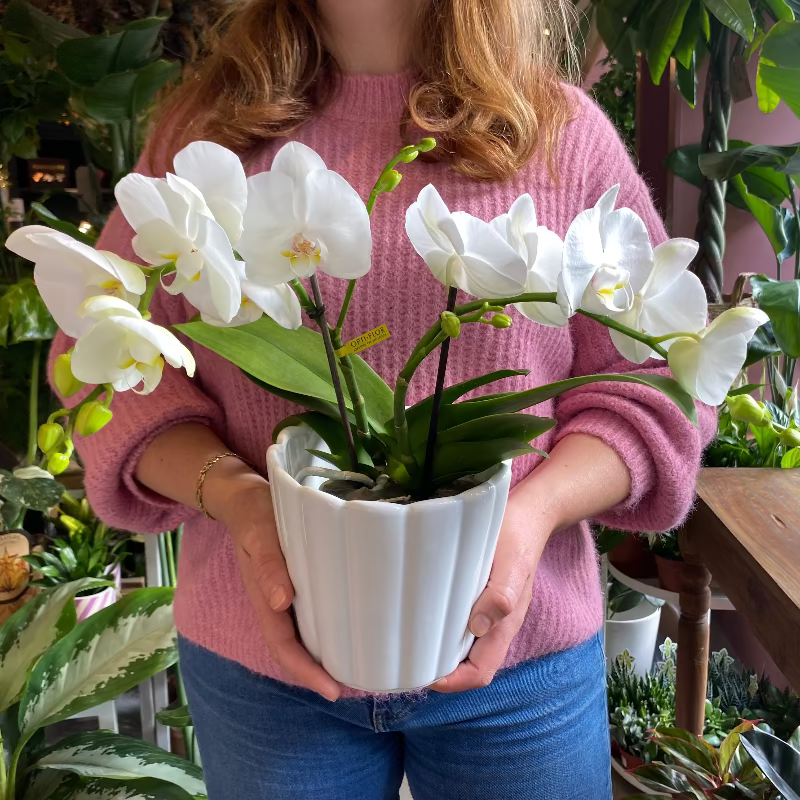 Cascading elegant orchid white colour in white ceramic pot. Perfect for housewarming gift, new home, baby, birthday gift. indoor plants delivery ireland dublin