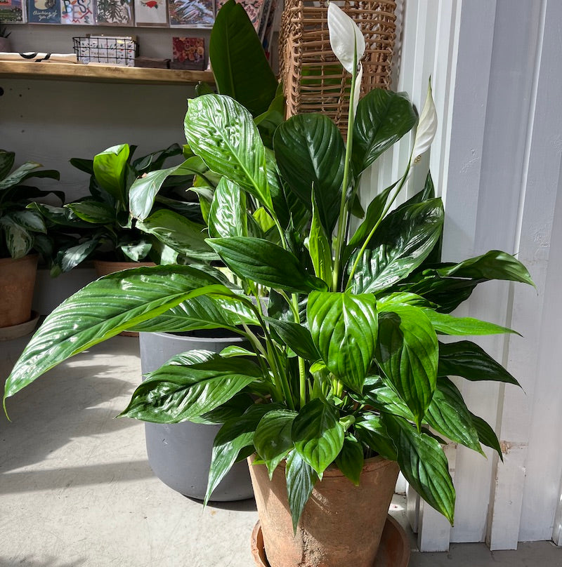 Peace lily (large)