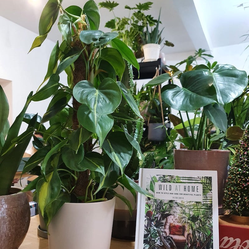 Philodendron brasil