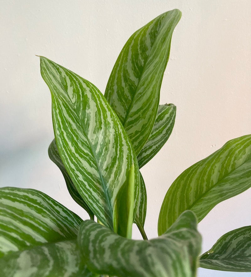 Chinese evergreen stripes