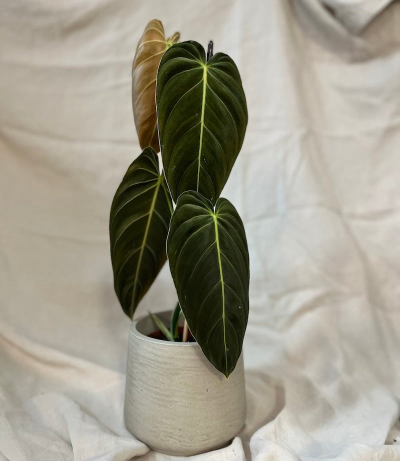 Philodendron Melanochrysum
