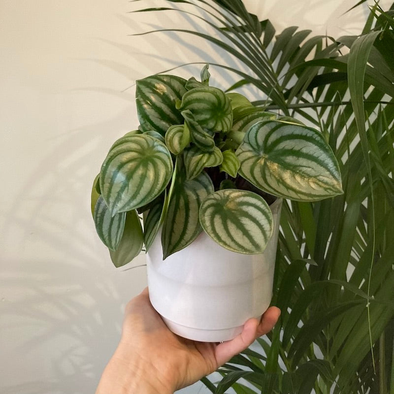 Peperomia Watermelon