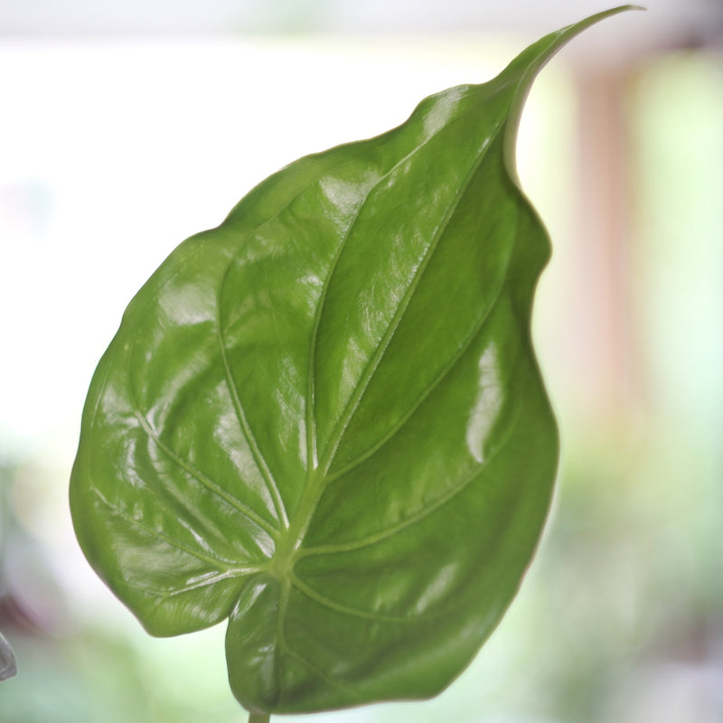 Alocasia cucullata is a simple, tranquil beauty of a plant with heart shaped glossy leaves. It's also known as buddha's hand, and is often kept in temples in Laos and Thailand as it's believed to bring good luck.