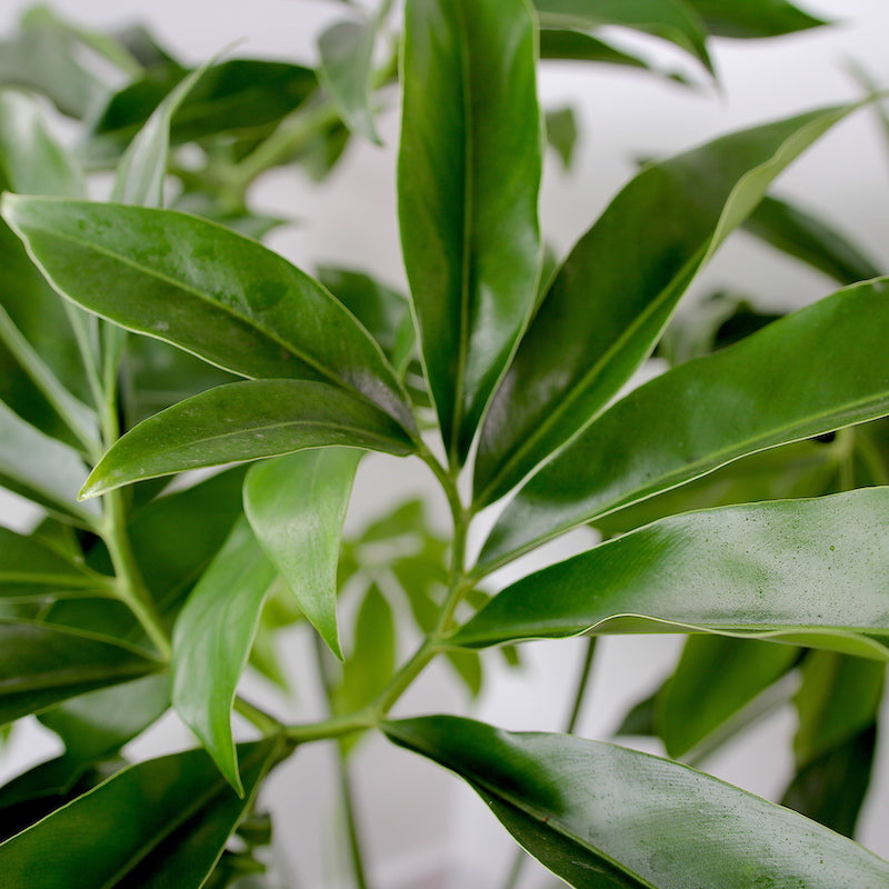 Philodendron fun bun