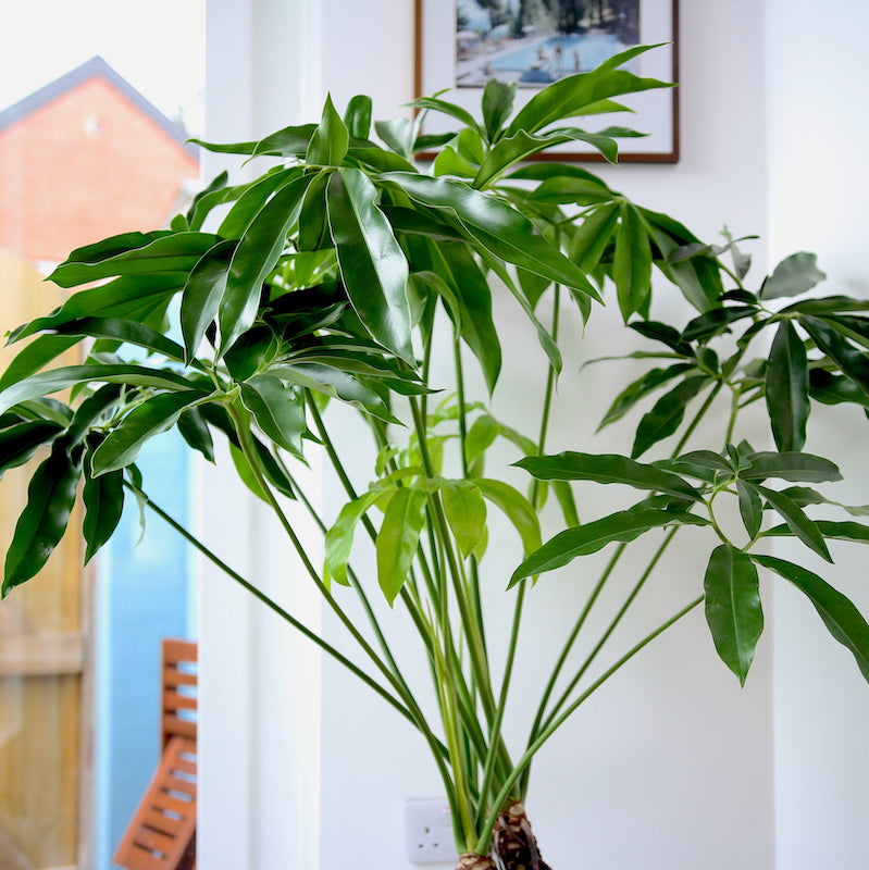 Philodendron fun bun