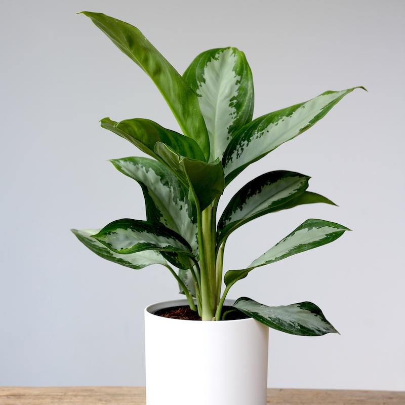 Chinese evergreen diamond bay