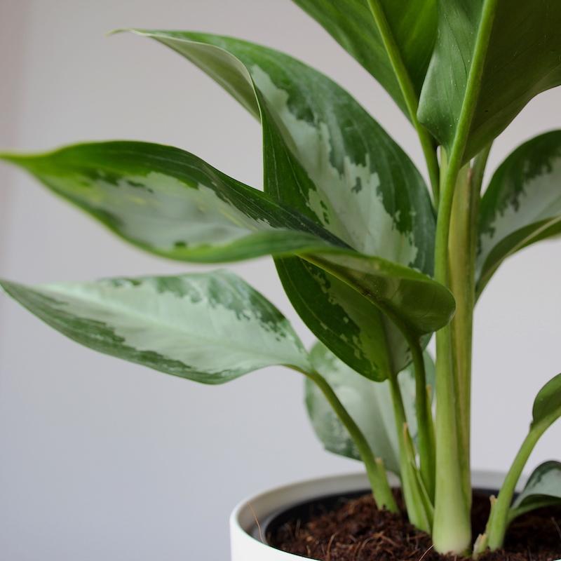 Chinese evergreen silver bay