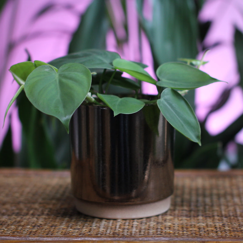 Philodendron scandens (table top)
