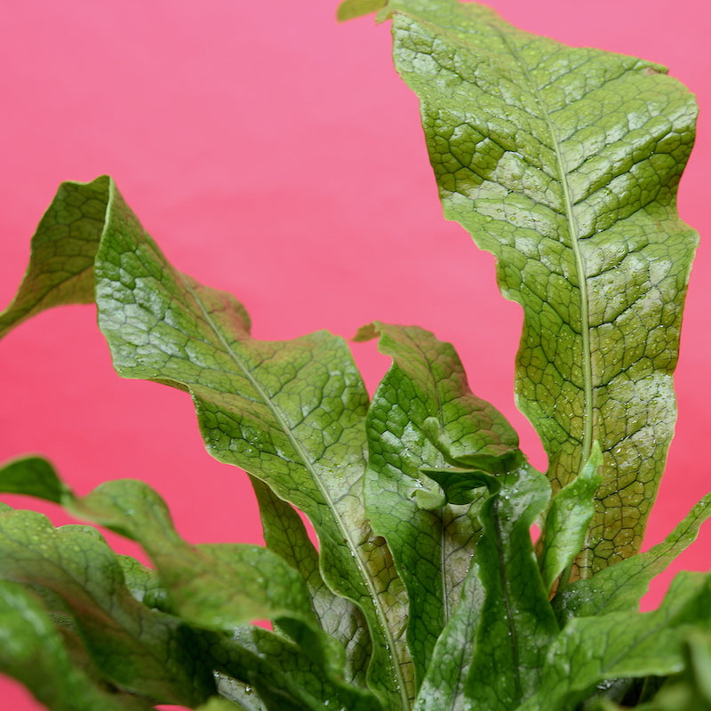 Birds nest fern