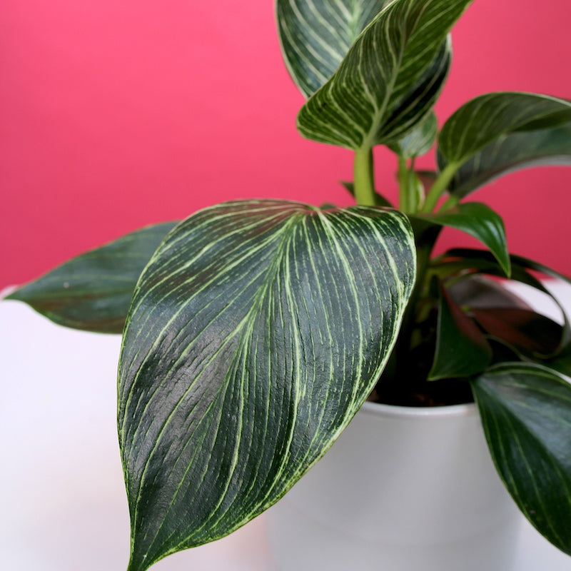Philodendron Birkin 'White Wave'