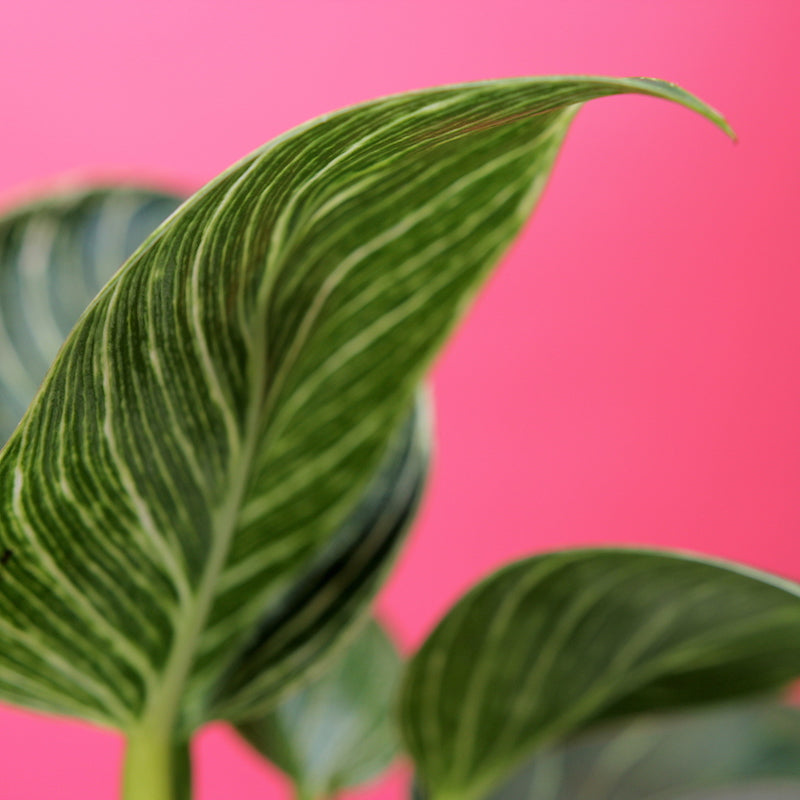Philodendron Birkin 'White Wave'