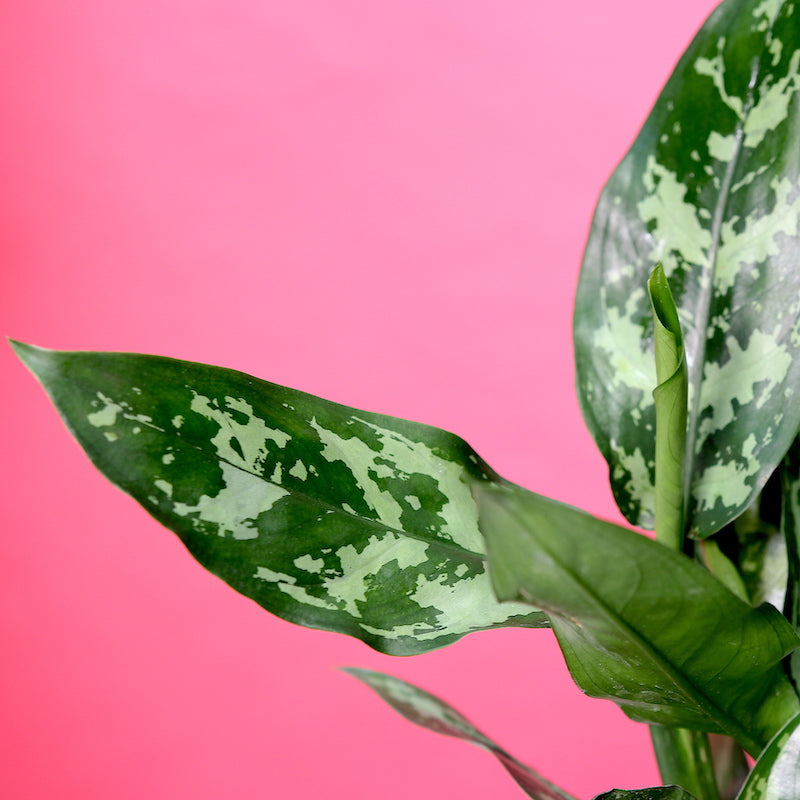 Chinese evergreen 'Maria'