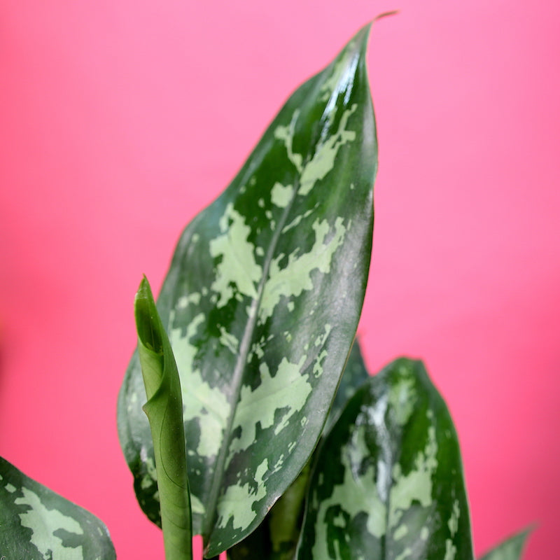Chinese evergreen 'Maria'